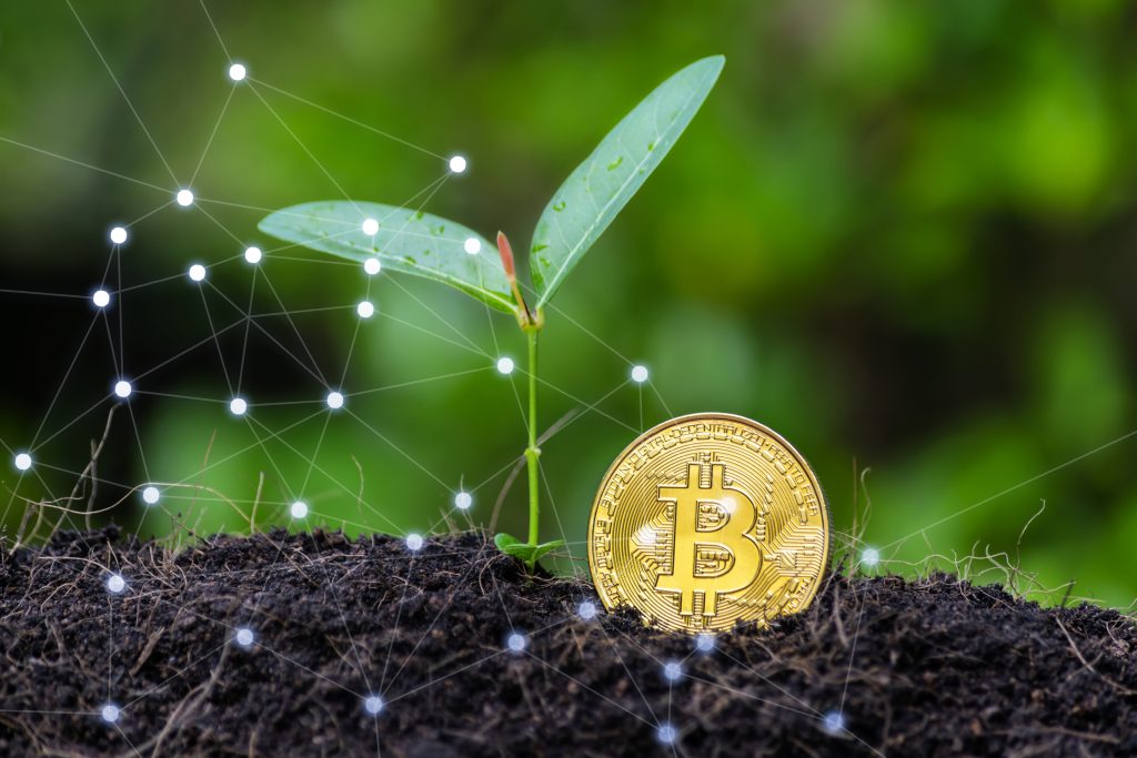 Bitcoin gold coin and Growing financial seedlings. Virtual cryptocurrency concept.
