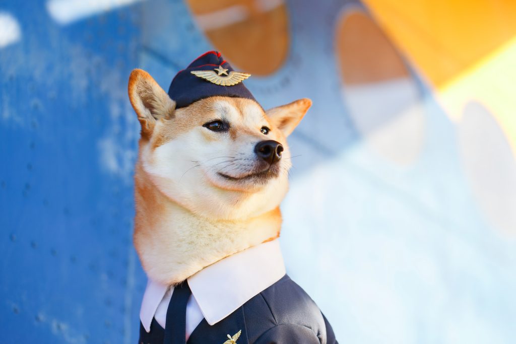 Foto divertida del perro Shiba Inu con un traje de seguridad en el aeropuerto